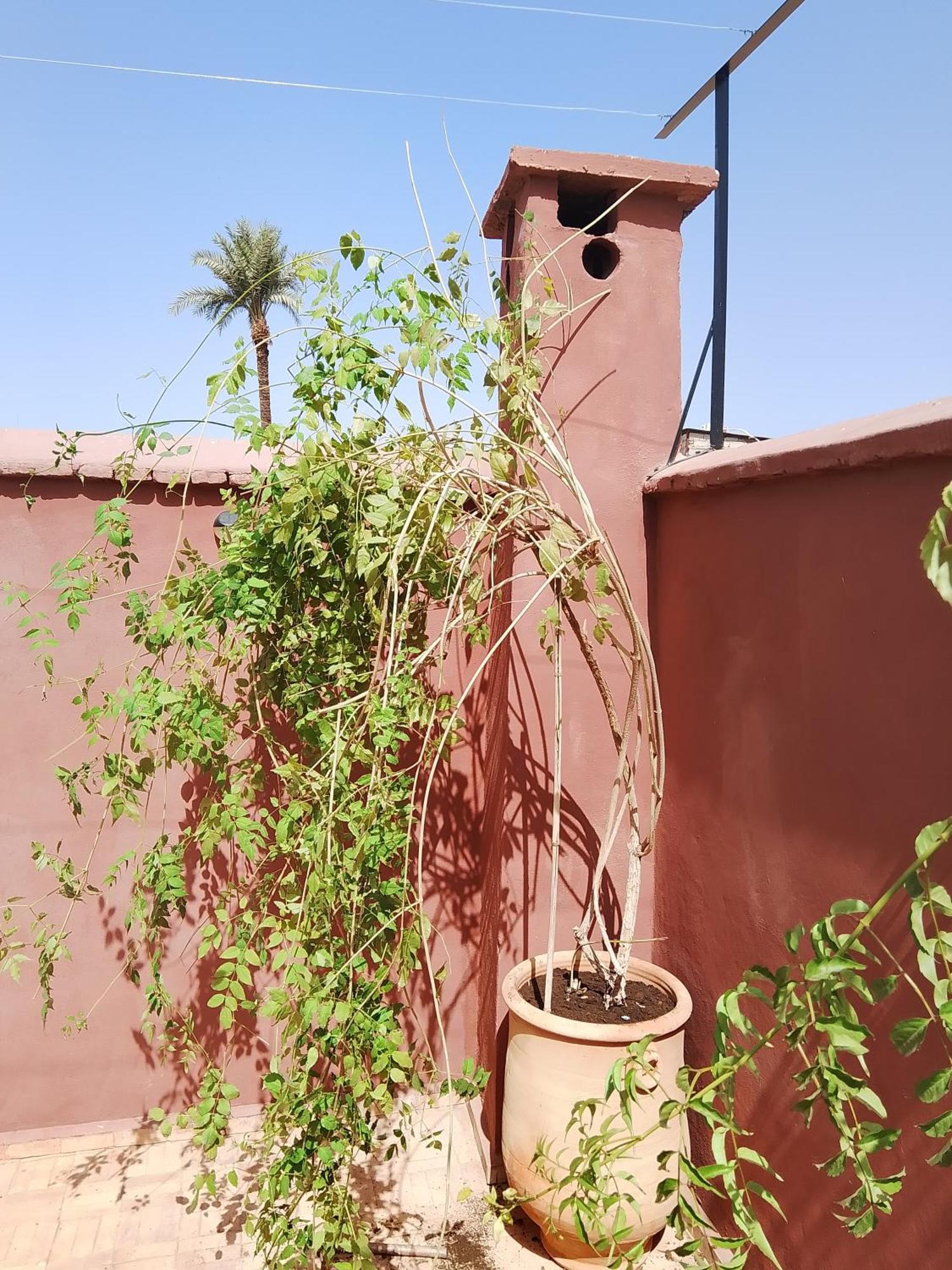 Riad Paquerette Marrakesh Esterno foto